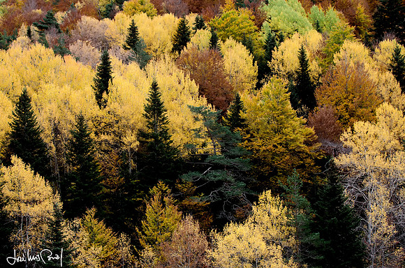 Parches de Otoño / Fall patches