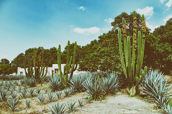 Blue Agave and organ pipes, Tequila 2015