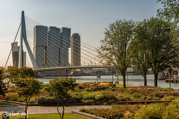 Erasmusbrug and De Rotterdam building
